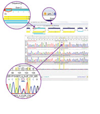 SBT engine® - SBT HLA typing software